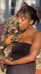Lost Male Dog last seen Bloomfield av near to gas Station, Newark, NJ 07104
