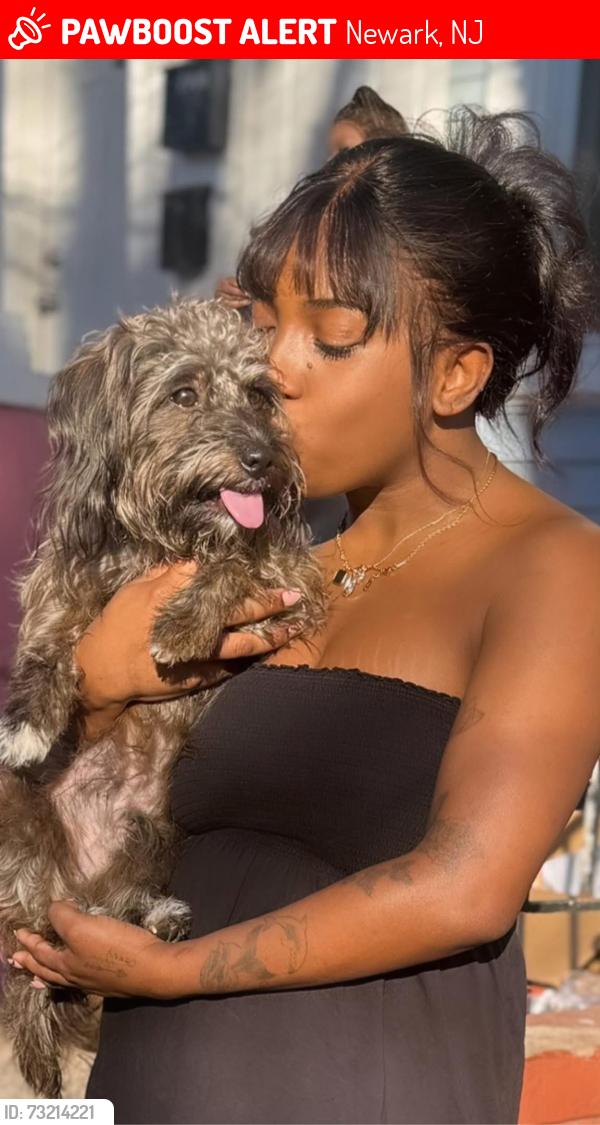 Lost Male Dog last seen Bloomfield av near to gas Station, Newark, NJ 07104