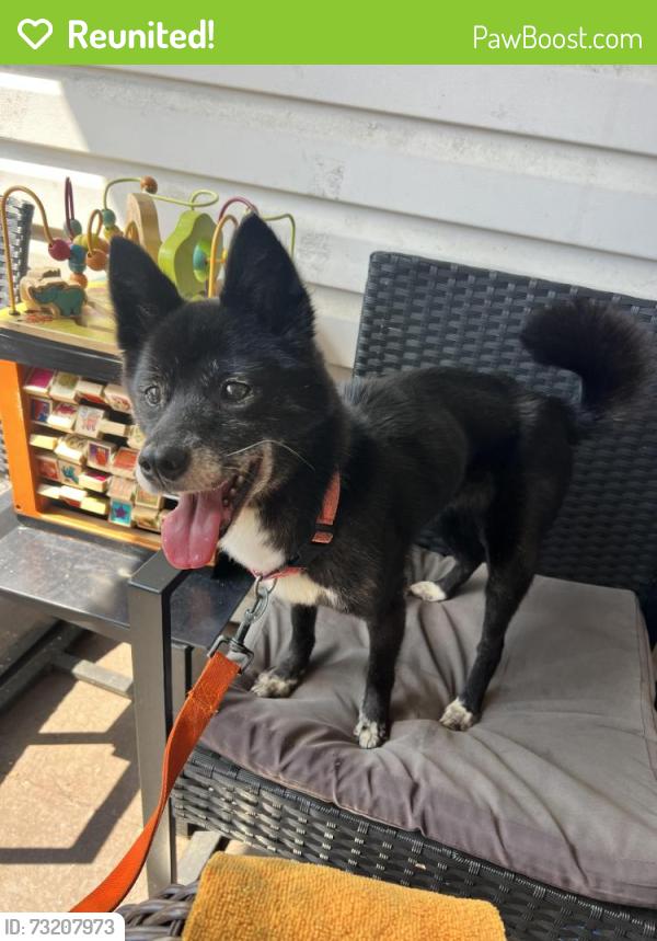 Reunited Female Dog last seen Benner st & Edmund st, Philadelphia, PA 19135