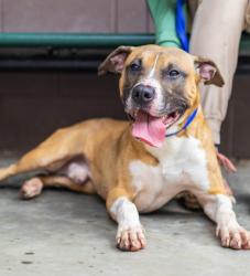 Shelter Stray Male Dog last seen Near Glenwood Rd Decatur, 30032,, 30032, GA, 3280 Chamblee Dunwoody Rd, Chamblee, GA 30341, USA