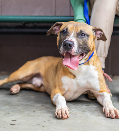 Shelter Stray Male Dog last seen Near Glenwood Rd Decatur, 30032,, 30032, GA, 3280 Chamblee Dunwoody Rd, Chamblee, GA 30341, USA