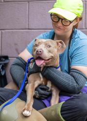 Shelter Stray Male Dog last seen Near SHELLBARK ROAD Decatur, 30035, 30035, GA, 3280 Chamblee Dunwoody Rd, Chamblee, GA 30341, USA