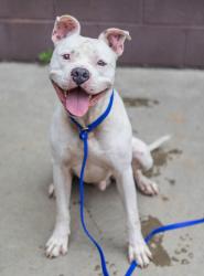 Shelter Stray Male Dog last seen Near Cedar Grove Rd, 30288, GA, 3280 Chamblee Dunwoody Rd, Chamblee, GA 30341, USA