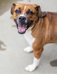 Shelter Stray Female Dog last seen Near Concepts 21 Drive Lithonia Georgia 30058, 30058, GA, 3280 Chamblee Dunwoody Rd, Chamblee, GA 30341, USA