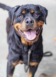Shelter Stray Female Dog last seen Near GILES ROAD Lithonia, 30058, 30058, GA, 3280 Chamblee Dunwoody Rd, Chamblee, GA 30341, USA
