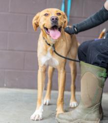 Shelter Stray Female Dog last seen Near Gresham Road Atlanta, 30316, 30316, GA, 3280 Chamblee Dunwoody Rd, Chamblee, GA 30341, USA
