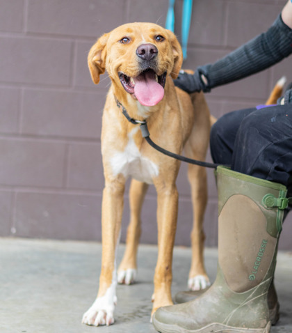 Shelter Stray Female Dog last seen Near Gresham Road Atlanta, 30316, 30316, GA, 3280 Chamblee Dunwoody Rd, Chamblee, GA 30341, USA