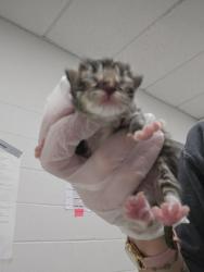 Shelter Stray Male Cat last seen Near 7th St, 21225, MD, 2490 Giles Rd, Baltimore, MD 21225, USA