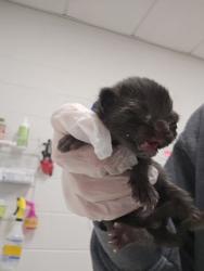 Shelter Stray Female Cat last seen Near 7th St, 21225, MD, 2490 Giles Rd, Baltimore, MD 21225, USA