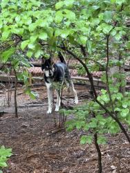 Found/Stray Unknown Dog last seen Saw walking around the Woodlake trail around the lake., Durham, NC 27713