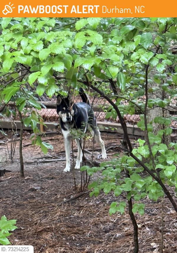 Found/Stray Unknown Dog last seen Saw walking around the Woodlake trail around the lake., Durham, NC 27713