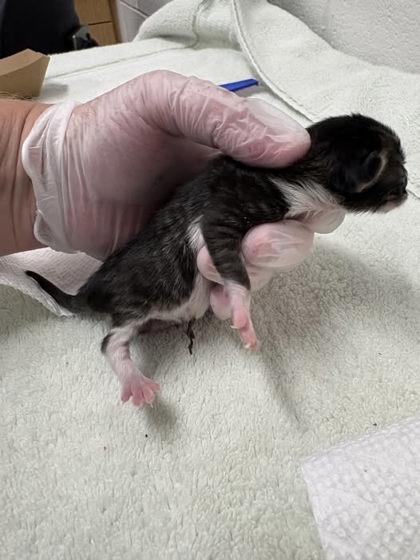 Shelter Stray Female Cat last seen Near 7th St, 21225, MD, 2490 Giles Rd, Baltimore, MD 21225, USA