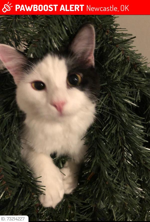 Lost Male Cat last seen Bradford, Newcastle, OK 73065