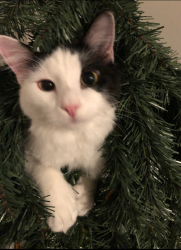 Lost Male Cat last seen Bradford, Newcastle, OK 73065