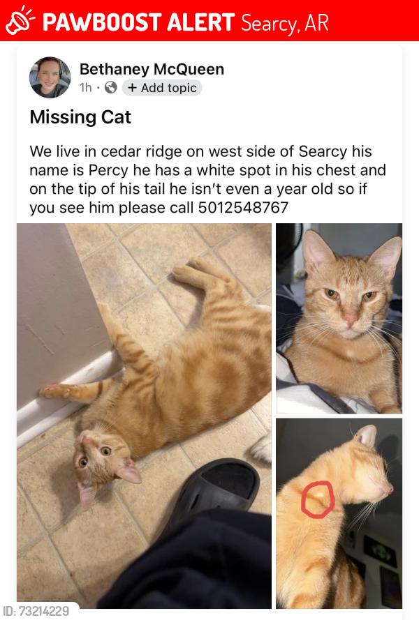 Lost Male Cat last seen Near Sherwood loop Searcy,AR 72143, Searcy, AR 72145