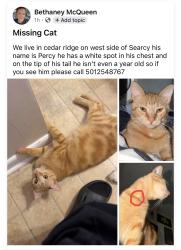 Lost Male Cat last seen Near Sherwood loop Searcy,AR 72143, Searcy, AR 72145