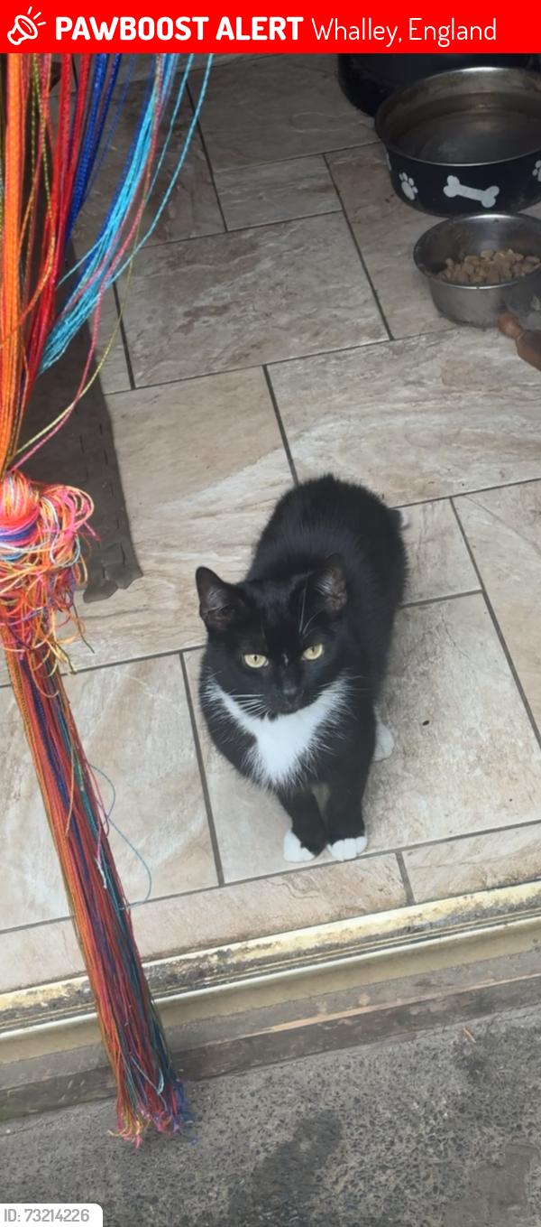 Lost Female Cat last seen Whalley, Whalley, England 
