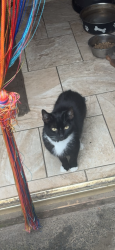 Lost Female Cat last seen Whalley, Whalley, England 