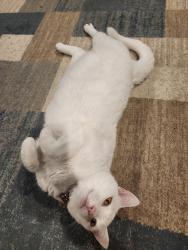 Lost Female Cat last seen Near Northcrest Acres, Lebanon, PA 17046