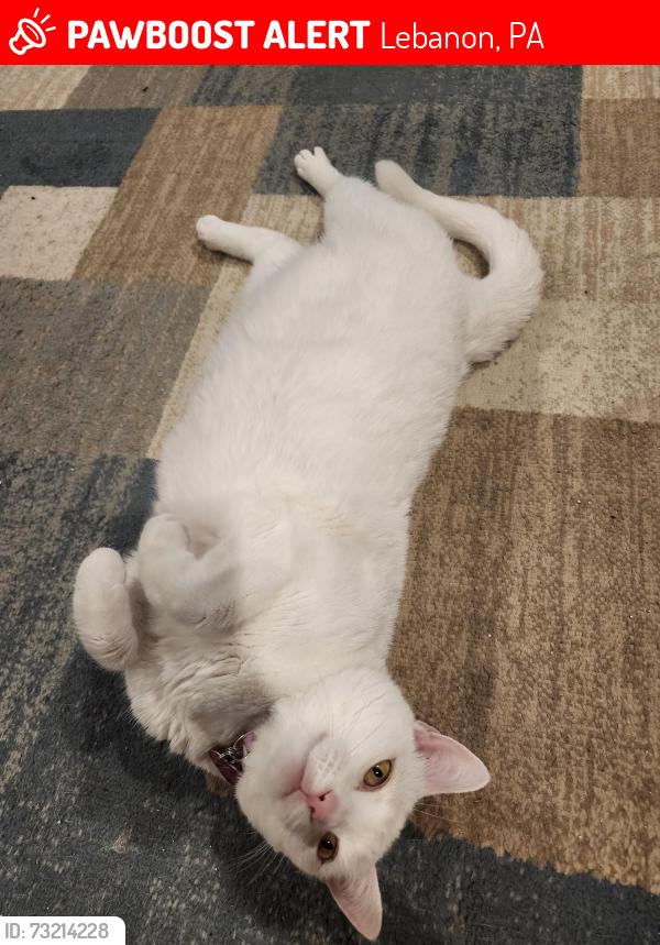 Lost Female Cat last seen Near Northcrest Acres, Lebanon, PA 17046
