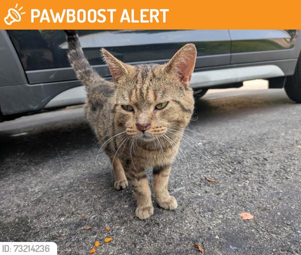 Found/Stray Male Cat last seen Corfu and Battleford, Mississauga, ON L5N 3B4