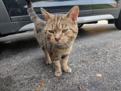 Found/Stray Male Cat last seen Corfu and Battleford, Mississauga, ON L5N 3B4