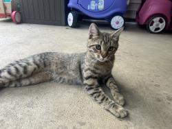 Found/Stray Male Cat last seen Near Menards in Hanover Park, Hanover Park, IL 60133