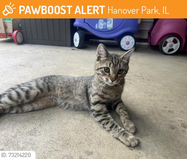 Found/Stray Male Cat last seen Near Menards in Hanover Park, Hanover Park, IL 60133