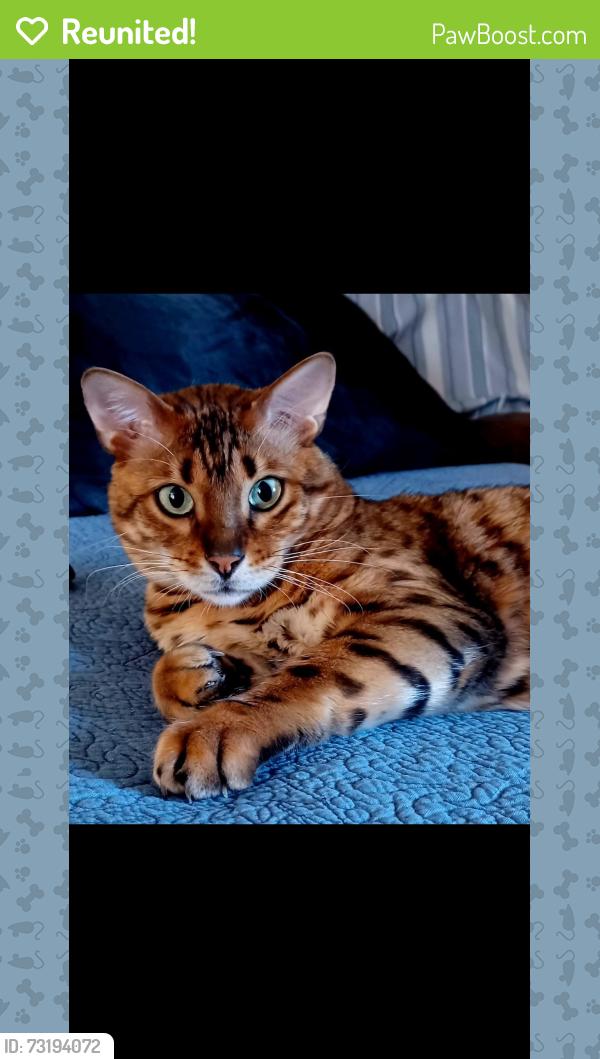 Reunited Male Cat last seen Yorba Linda blvd new river road, Yorba Linda, CA 92887