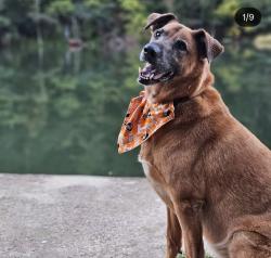 Reunited Male Dog last seen Near pleasent dr trenton GA / slygo rd, Trenton, GA 30752