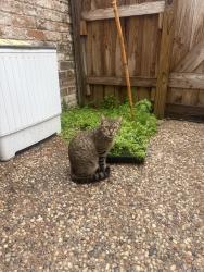 Lost Female Cat last seen Near plumbrook and plumpoint, Houston, TX 77099