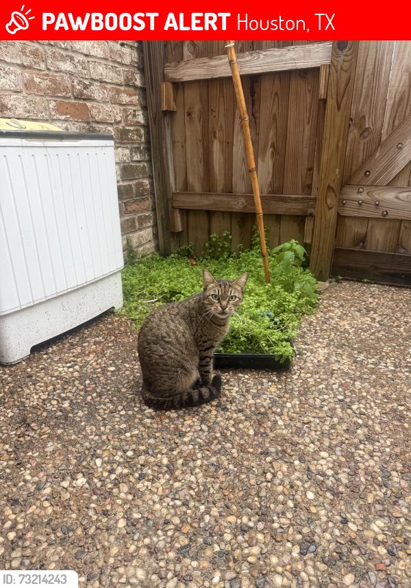 Lost Female Cat last seen Near plumbrook and plumpoint, Houston, TX 77099