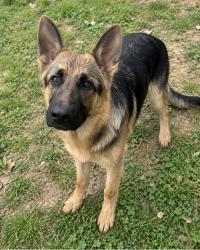 Lost Male Dog last seen Bowman’s, Resaca, GA 30735