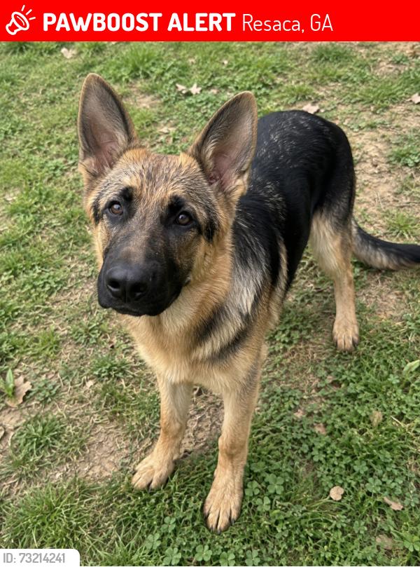Lost Male Dog last seen Bowman’s, Resaca, GA 30735