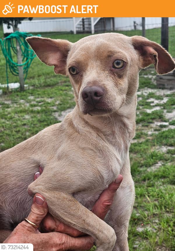 Found/Stray Male Dog last seen Tanner abd Sumner Rd, Hillsborough County, FL 33527