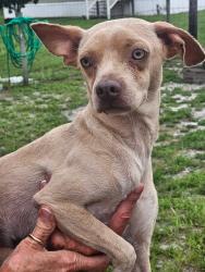 Found/Stray Male Dog last seen Tanner abd Sumner Rd, Hillsborough County, FL 33527