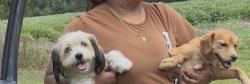 Reunited Unknown Dog last seen Housing authority Olanta sc, Olanta, SC 29114