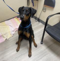 Shelter Stray Male Dog last seen Near Clearbrook Lane, Vista, CA, 92084, Oceanside, CA 92058, USA