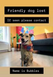 Reunited Female Dog last seen Rhode Island hosp, Providence, RI 02903