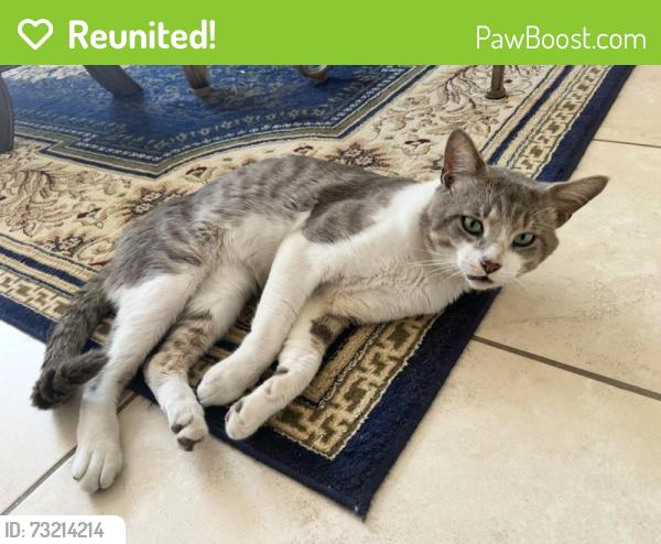 Reunited Male Cat last seen Near SW 228th Terrace, Miami, FL 33190, USA, Miami, FL 33190