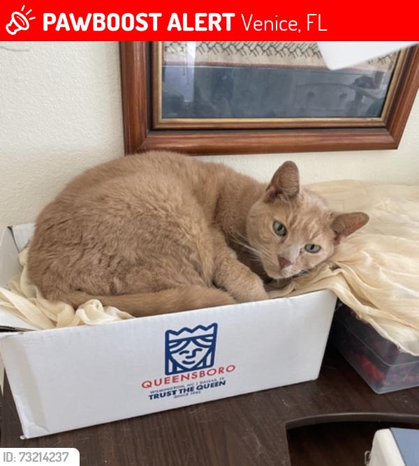 Lost Male Cat last seen Harbor Town Way/Harbor Town Drive, Venice, FL 34292