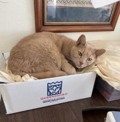 Lost Male Cat last seen Harbor Town Way/Harbor Town Drive, Venice, FL 34292