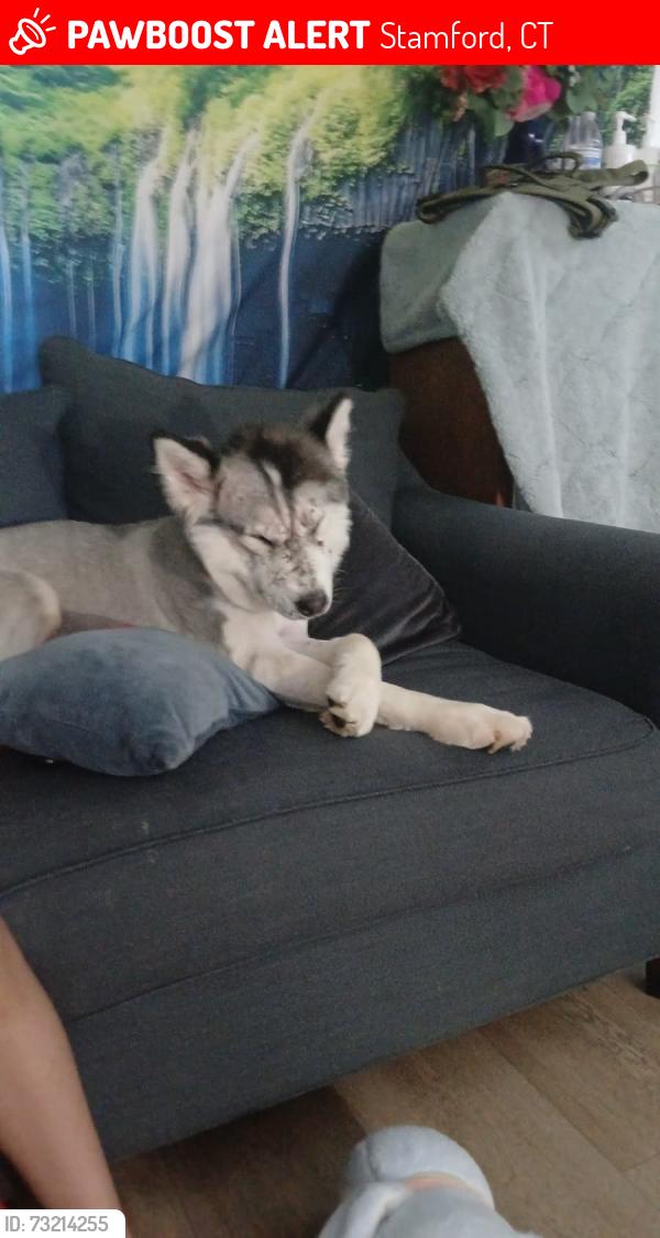 Lost Male Dog last seen Stamford ct, Stamford, CT 06905