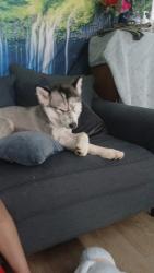 Lost Male Dog last seen Stamford ct, Stamford, CT 06905
