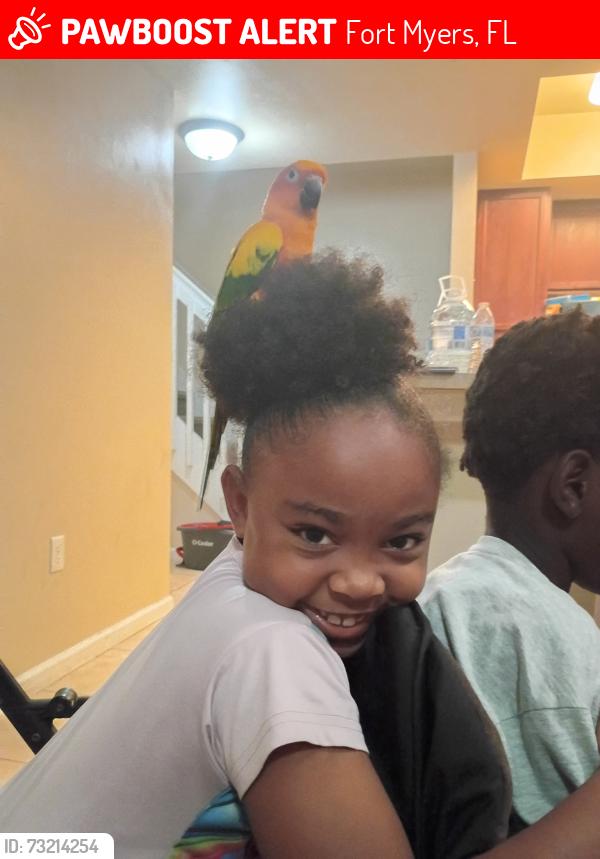 Lost Male Bird last seen Michigan ave, Fort Myers, FL 33916