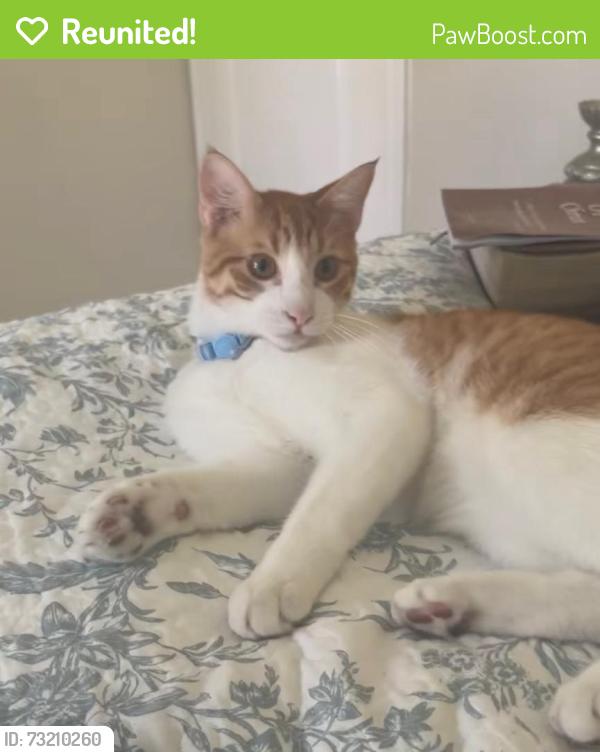 Reunited Male Cat last seen Beltline and Cielo Vista Dr, Grand Prairie, TX 75052