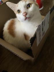 Lost Male Cat last seen Chesnee Highway, Davis Memorial Baptist Church, S 225, Spartanburg, SC 29303
