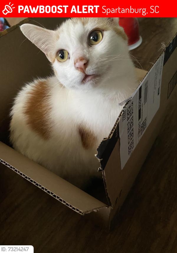 Lost Male Cat last seen Chesnee Highway, Davis Memorial Baptist Church, S 225, Spartanburg, SC 29303