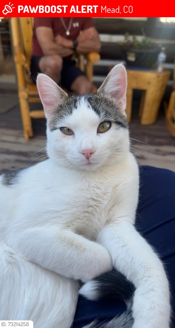 Lost Male Cat last seen county road 32, Mead, CO 80542