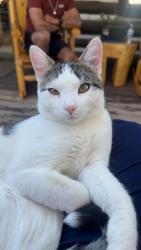 Lost Male Cat last seen county road 32, Mead, CO 80542